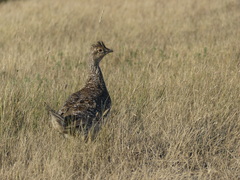 Tympanuchus phasianellus