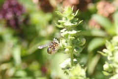 Anthidium manicatum