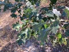 Quercus kelloggii