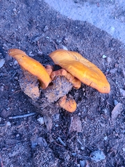 Omphalotus subilludens