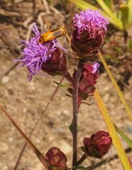 Liatris scariosa