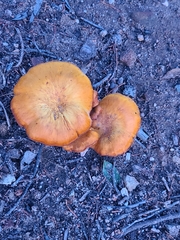 Omphalotus subilludens