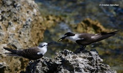 Onychoprion anaethetus