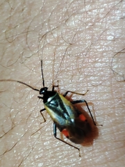 Adelphocoris seticornis