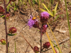 Liatris scariosa