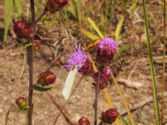 Liatris scariosa