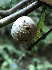 Amphibolips quercuspomiformis
