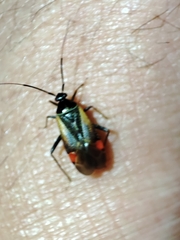 Adelphocoris seticornis