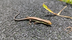 Eutropis longicaudata