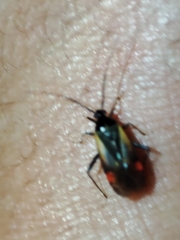 Adelphocoris seticornis