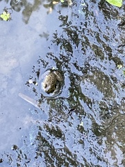 Lithobates catesbeianus