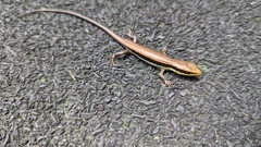 Eutropis longicaudata