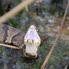 Agkistrodon piscivorus