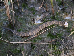 Agkistrodon piscivorus