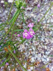 Galeopsis angustifolia