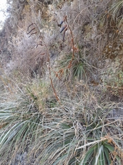 Puya ferruginea