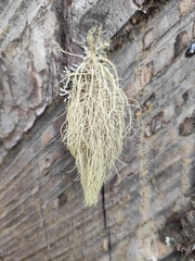 Usnea dasopoga