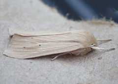 Mythimna