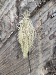 Usnea dasopoga