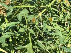 Bidens frondosa