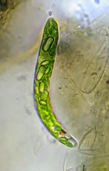 Euglena