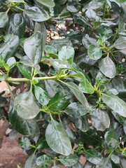 Coprosma repens