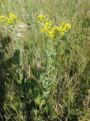 Solidago rigida