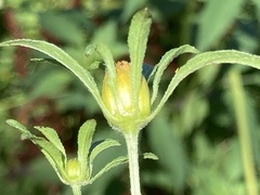 Bidens frondosa