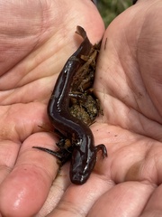 Gyrinophilus porphyriticus