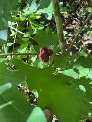 Disholcaspis globosa