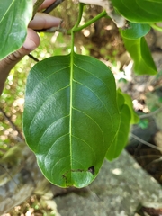 Pisonia subcordata