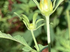 Bidens frondosa