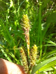 Carex shortiana