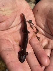 Gyrinophilus porphyriticus
