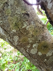 Pisonia subcordata