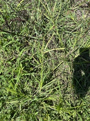 Eleusine indica