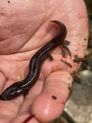 Gyrinophilus porphyriticus