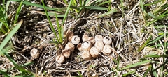 Nidulariaceae