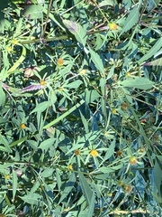 Bidens frondosa