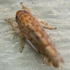 Osbornellus