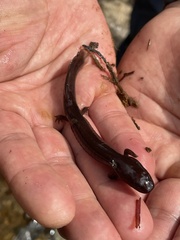 Gyrinophilus porphyriticus