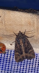 Helotropha reniformis