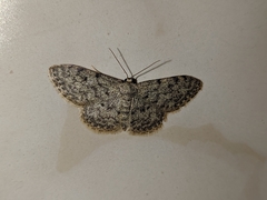 Idaea cervantaria