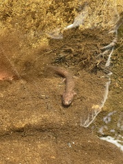Gyrinophilus porphyriticus