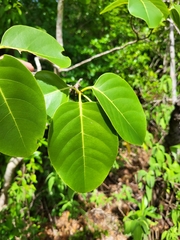 Pisonia subcordata