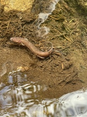 Gyrinophilus porphyriticus