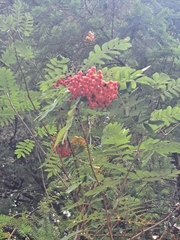 Sorbus