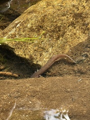 Gyrinophilus porphyriticus