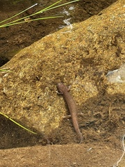 Gyrinophilus porphyriticus