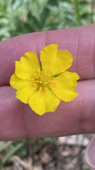 Potentilla hippiana